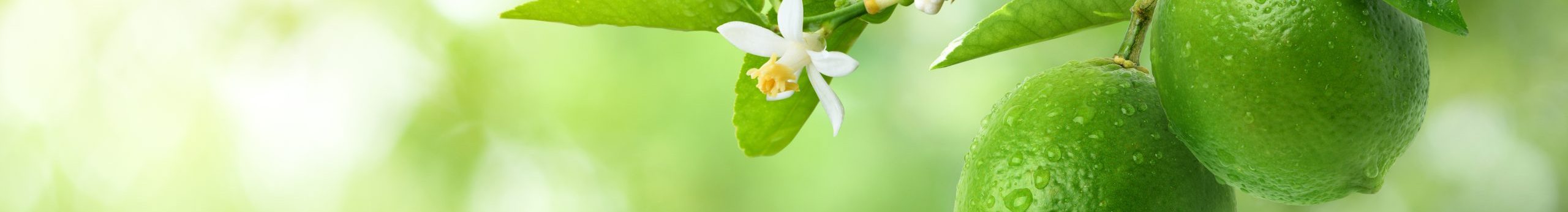 Lime Tree